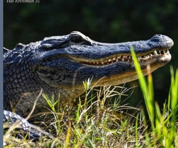 Everglades Tour Booking Online | Reserve Your Adventure