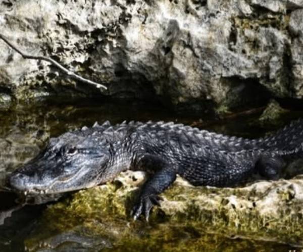 Contact Our Alligator Everglades Tour | Halligator Adventures