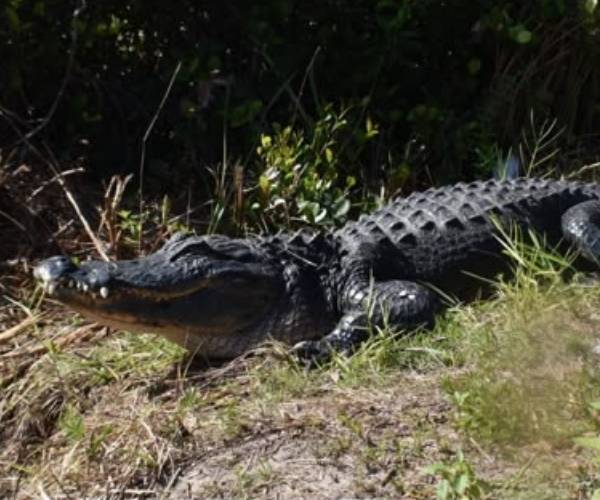 Experience the best Everglades tours with Halligator Adventures! Enjoy expert-guided small group tours, guaranteed alligator encounters, and family-friendly fun. Book today!